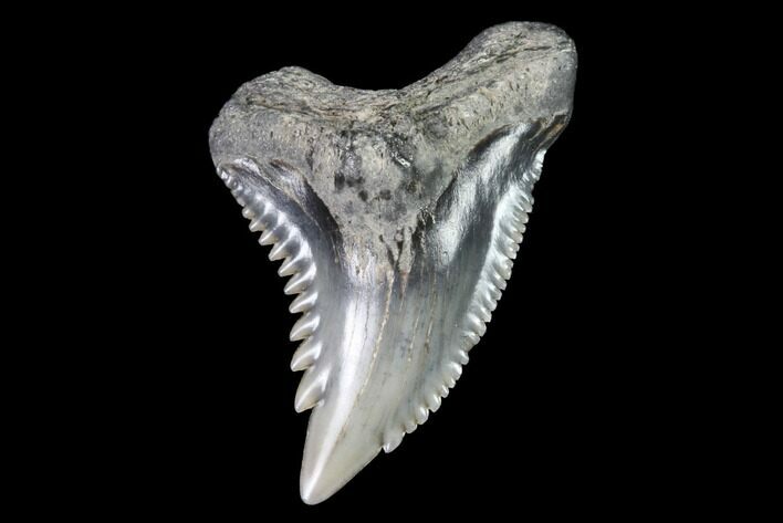 Hemipristis Shark Tooth Fossil - Virginia #91729
